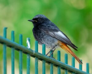 Der Hausrotschwanz ist zum Vogel des Jahres 2025 gekürt worden. Den Piepmatz zieht es auch in Thüringen zum Brüten zunehmende in Siedlungsgebiete.