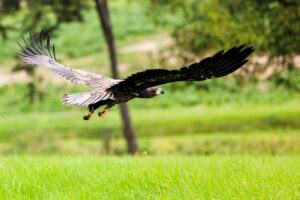 Ein junger Seeadler fliegt über eine Wiese. (Archivbild)