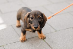 Die Einnahmen aus der Hundesteuer haben 2023 einen Höchstwert erreicht. (Symbolbild)