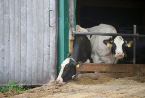 Ein politisch unabhängiger Tierschutzbeauftragter würde aus Sicht der Grünen helfen, das Leben für Tiere in Bayern zu verbessern. (Symboldbild)