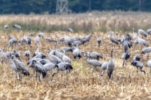 Kraniche futtern sich in Mecklenburg-Vorpommern Reserven für ihren Weiterflug gen Süden an.