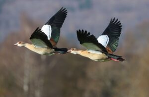 In Hessen werden immer mehr Nilgänse von Jägern erlegt. (Archivbild)