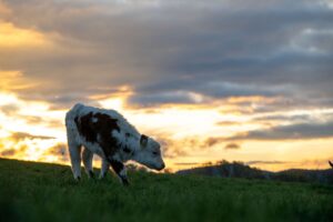 In Oberfranken ist ein Kalb ausgebüxt. (Symbolbild)