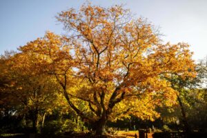 Die Amerikanische Roteiche gilt als Brandbekämpfer und ist der neue «Baum des Jahres».