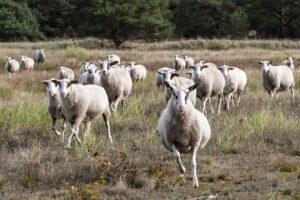 Schafe werden in der Heide zur Landschaftspflege eingesetzt. Werden sie bei der Beweidung gestört, hat das negative Folgen für die Tiere und die Natur. (Symbolbild)