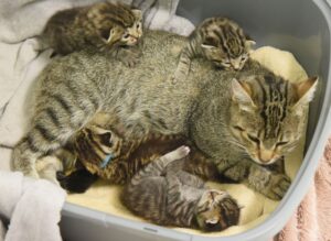 Im Tierheim Delitzsch liegt Katzenmutter Bambi mit ihren 14 Tage alten Kitten in einer gepolsterten Schüssel.