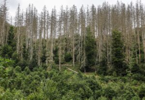 Rheinland-Pfalz ist das waldreichste Bundesland und die Buche die häufigste Baumart im Land (Archivbild).