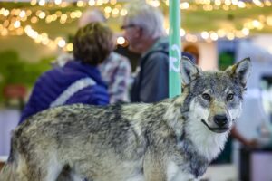 In Ostsachsen haben Behörden einen Wolf zum Abschuss freigegeben, nachdem er eine Vielzahl von Nutztieren gerissen hat (Symbolbild).