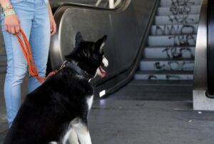 Hunde können auf Rolltreppen Verletzungen erleiden - vor allem an den Krallen.