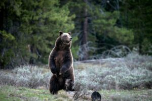 Die berühmte Grizzly-Bärin 399 ist bei einem Unfall mit einem Auto ums Leben gekommen.