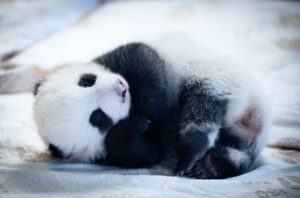 Knapp zwei Monate sind die Panda-Babys alt - und mittlerweile können sie auch die Augen öffnen. (Archivbild)