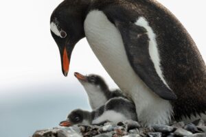 In der Antarktis leben Pinguin-Kolonien.