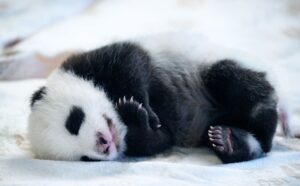 Einer der zwei neugeborenen Panda-Bären im Zoo Berlin liegt im Panda-Gehege.