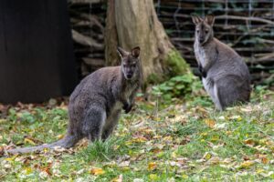 Neugierig: Im Luckenwalder Tierpark können Besucherinnen und Besucher wieder Bennett-Kängurus beobachten.