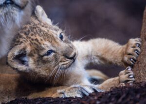 Löwennachwuchs Santosh ist inzwischen auch in der Außenanlage des Schweriner Zoos unterwegs.