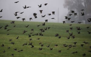 Der Vogelzug ist von Jahr zu Jahr verschieden. (Symbolbild)