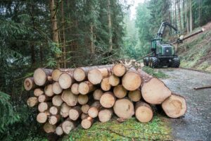 Durch den Borkenkäfer geschädigtes Holz muss so schnell wie möglich aus dem Wald. (Archivbild)