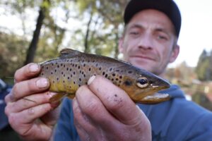 Helfer des Angelsportvereins Oberharz sind mit Elektrofischgeräten und Keschern in der Kalten Bode in Königshütte unterwegs und fischen in einem Abschnitt Harzer Bachforellen.