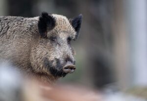 In einem Wohngebiet in Glinde bekommen Bewohner regelmäßig Besuch von Wildschweinen. (Symbolbild)