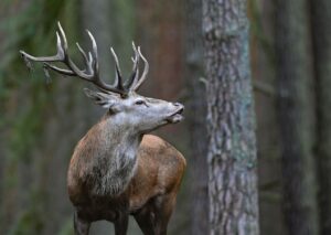 Erst durch das Absägen eines Teils seines Geweihs konnte der Hirsch befreit werden. (Symbolbild)