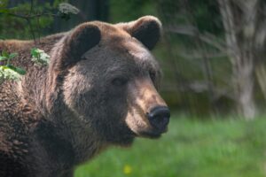 Balou kam 2012 gemeinsam mit seinem Vater Siggi in den Bärenwald.