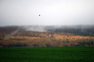 Wegen des Klimawandels ist der Zustand vieler Wälder in Niedersachsen schlecht. (Archivfoto)