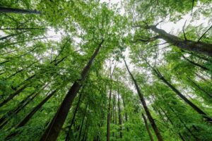 Über 42 Prozent der Landesfläche in Rheinland-Pfalz sind mit Wald bedeckt. (Archivbild)