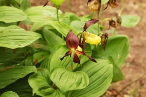 Auch einige wilde Orchideen gehören zur Thüringer Pflanzenwelt - um die könnte es besser bestellt sein. (Archivbild)