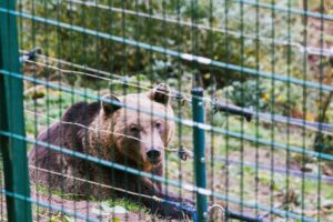 Bärin Gaia wird später als geplant in den Schwarzwald gebracht. (Symbolfoto)