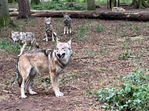 Romulus (vorne) kann nicht der Vater der jungen Wölfe sein, die im Frühjahr zur Welt kamen. Doch wer ist es dann?