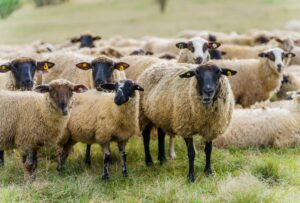 28 Thüringer Schäfereibetriebe tragen inzwischen das Label Weidewonne», das dafür birgt, dass die Herden überwiegend auf Naturschutzflächen weiden. (Archivbild)