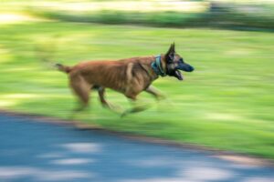 Es gibt eine jährliche Leistungsprüfung, bei der auch die Wesenseignung als Polizeihund festgestellt wird. (Archivbild)