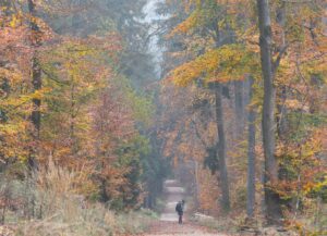 Forstminister Jung will Hessens Wälder widerstandsfähiger gegen die Folgen des Klimawandels machen. (Archivbild).