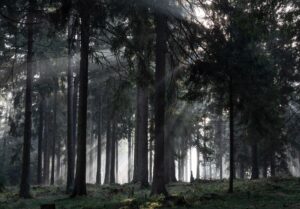 Wie geht es dem Wald? Der neue Waldzustandsbericht 2024 wird nun vorgestellt (Archivbild).