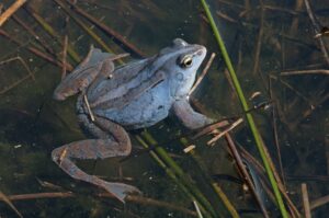 Moorfrosch-Männchen schimmern in der Balzzeit violett.