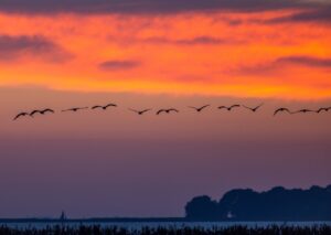 Große Teile der Küstengewässer von Mecklenburg-Vorpommern haben einen europäischen Schutzstatus. Auch landwirtschaftliche Flächen liegen in Natura 2000-Gebieten. Über ihre Nutzung bei gleichzeitigem Schutz der Artenvielfalt wird gerungen. (Archivbild)