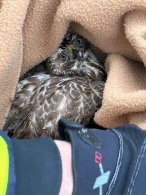 Tierischer Einsatz für die Polizei in Oberfranken: Die Beamten mussten einen verletzten Vogel an einer Autobahnbaustelle einfangen.