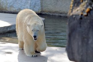 Im Zoo hört man immer wieder eine Baby-Bärenstimme. Was ist mit dem zweiten Jungtier?