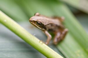 Der Moorfrosch ist «Lurch des Jahres 2025». (Archivfoto)