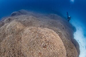 Forscher des Programms Pristine Seas von National Georgraphic haben nach eigenen Angaben eine Koralle entdeckt, die größer ist als alle bislang bekannten.