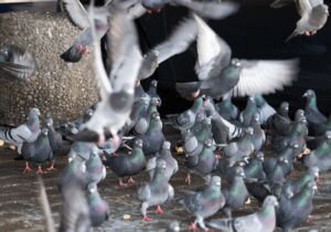 Über Tauben wie diese wird seit Monaten in Limburge gestritten. Jetzt wurde ein Strafbefehl wegen Beleidigung und Bedrohung gegen eine Frau verhängt - und mehrere weitere Strafanzeigen sind noch offen. (Foto Archiv)