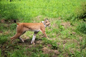 Mit dem Ziel der Ausbreitung wurde eine junge Luchsin im Sommer 2023 im Solling ausgewildert. (Archivfoto)