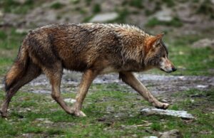 Ein Wolf wurde in der Rheinebene südlich von Freiburg gesichtet. (Foto-Illustration)