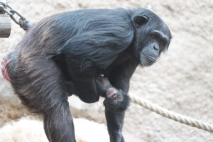 Schimpansen-Mutter Tamika hat im Zoo Osnabrück ein Jungtier zur Welt gebracht - welches Geschlecht es hat, ist noch nicht bekannt.