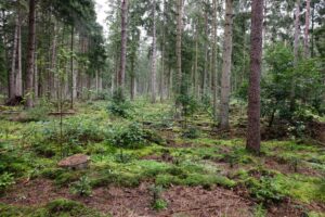 Dem Wald im Norden geht es etwas besser. (Archivbild)