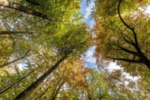 Laut Waldzustandsbericht 2024 haben nur 27 Prozent der Bäume in Wäldern in NRW eine gesunde, dichte Baumkrone aus Blättern oder Nadeln. (Archivbild)