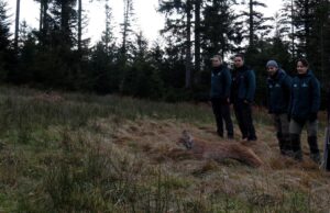 Das an einem unbekannten Ort im Schwarzwald aufgenommene Foto zeigt die Auswilderung des Luchsweibchens «Verena»