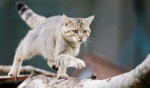 Der Wildkatze auf der Spur? Tierschützer wollen das Vorkommen der scheuen Tiere in Waldgebieten künftig besser dokumentieren. (Archivbild)