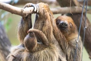 Das Faultier-Weibchen Marlies mit ihrem Jungtier im Zoo Dresden.