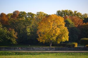 Der diesjährige Herbst in Sachsen fiel kühl aus, lag aber immer noch deutlich über dem langjährigen Mittel. (Archivbild)